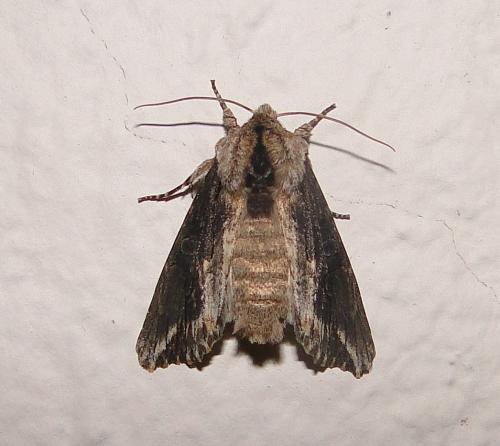 Egira conspicillaris