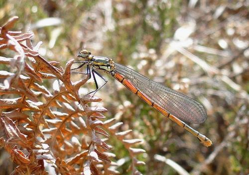 Réf. 68 735 : Pyrrhosoma nymphula