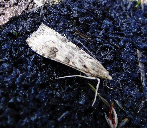 Nomophila noctuella