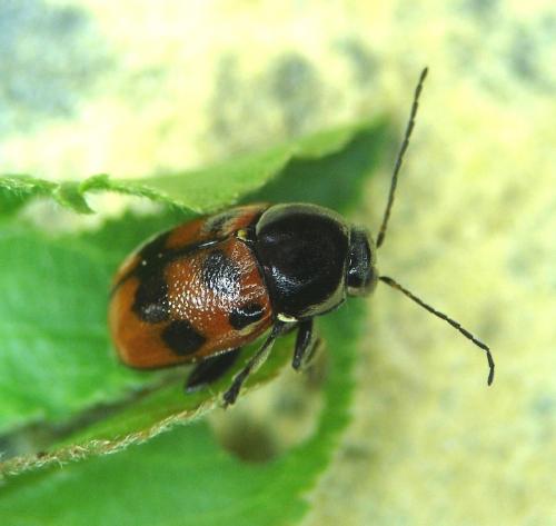 Cryptocephalus quadripunctatus