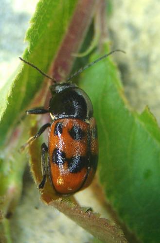 Cryptocephalus quadripunctatus