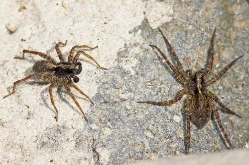 Réf. 68 199 : Pardosa sp.
