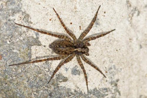 Pardosa sp.