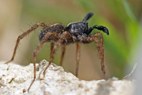 Pardosa sp.