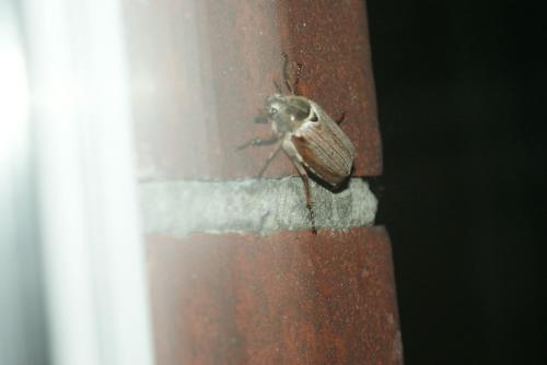 Melolontha melolontha