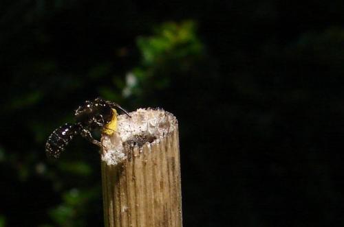 Ceratina sp.