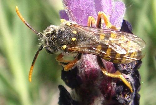 Nomada sexfasciata