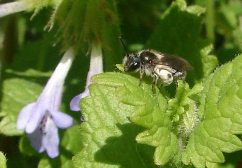 Andrena viridescens
