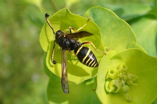 Réf. 68 631 : Eumeninae inconnu