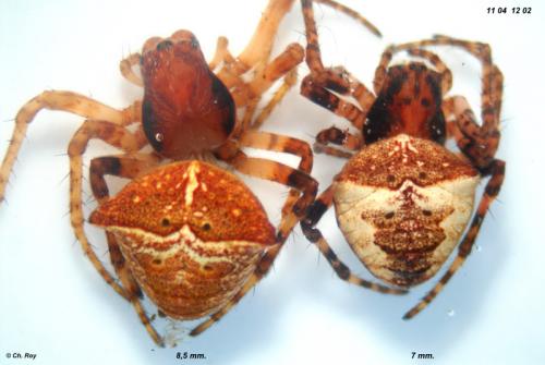 Réf. 68 267 : Gibbaranea bituberculata