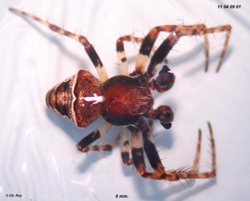 Gibbaranea bituberculata