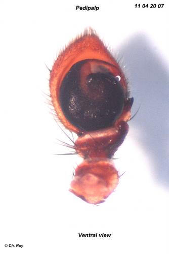 Xysticus acerbus
