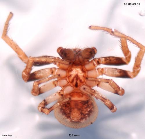 Réf. 68 048 : Ozyptila praticola