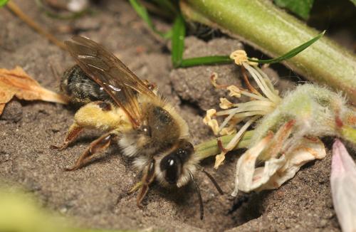 Réf. 68 807 : Andrena tibialis