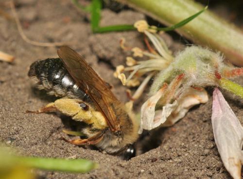 Réf. 68 808 : Andrena tibialis