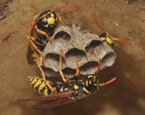 Réf. 68 237 : Polistes dominula