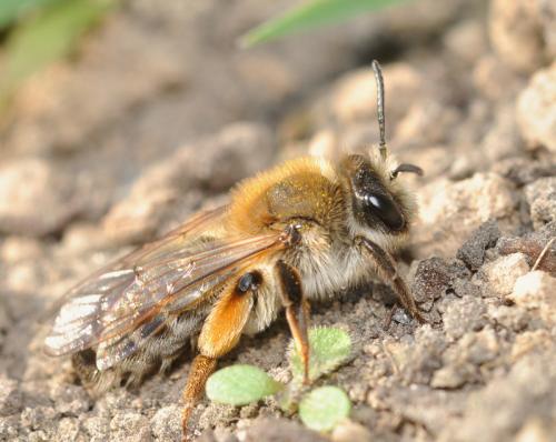 Andrena tibialis