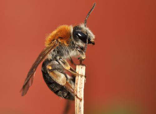 Andrena haemorrhoa