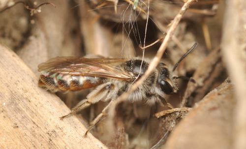 Réf. 68 506 : Andrena ventralis