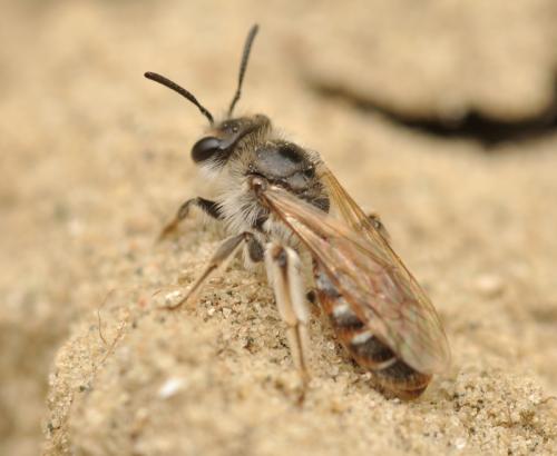 Réf. 68 507 : Andrena ventralis