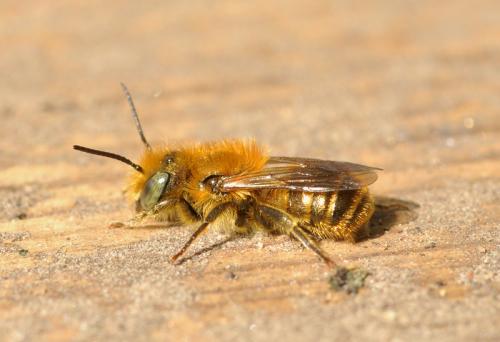 Osmia sp.