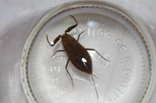 Réf. 68 167 : Nepa cinerea
