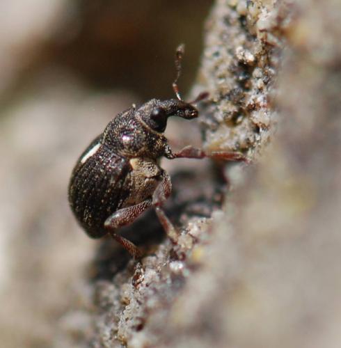 Rhinoncus pericarpius