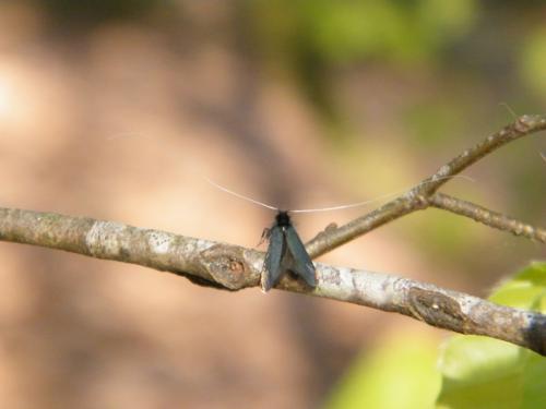 Adela reaumurella