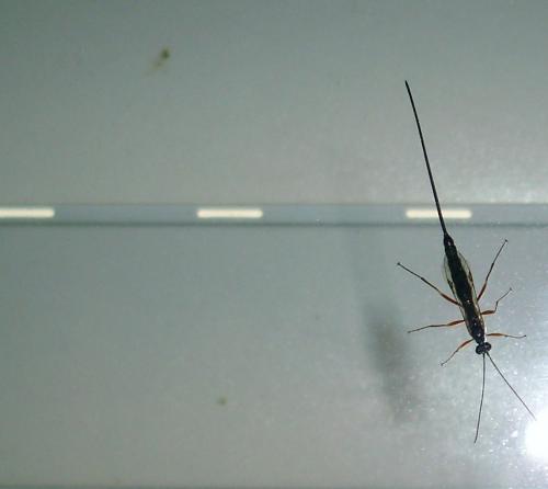 Réf. 68 627 : Liotryphon punctulatus