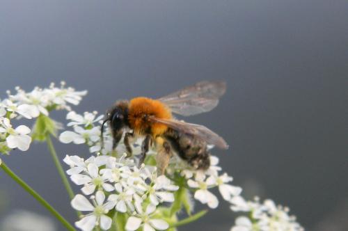 Réf. 68 058 : Andrena sp.