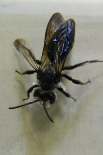 Andrena agilissima
