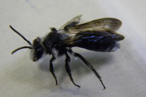 Andrena agilissima
