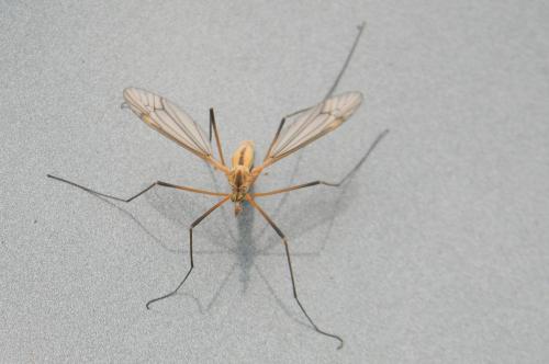 Tipula vernalis