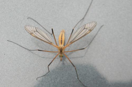 Tipula vernalis
