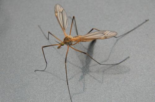 Tipula vernalis