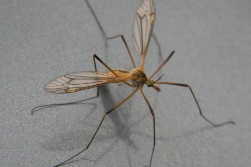 Tipula vernalis