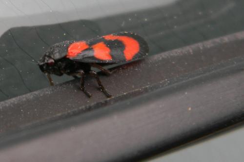 Cercopis vulnerata