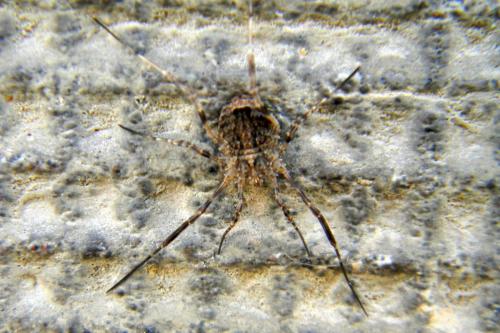 Réf. 68 295 : Odiellus spinosus
