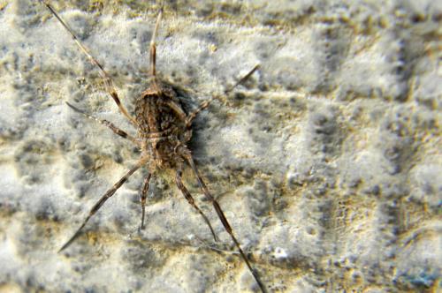 Réf. 68 303 : Odiellus spinosus