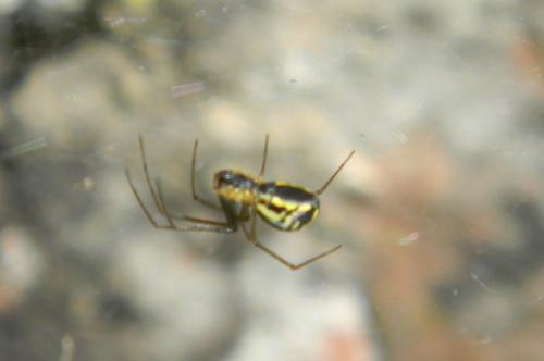 Neriene radiata