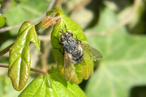 Bothria frontosa