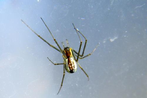 Réf. 68 305 : Neriene radiata
