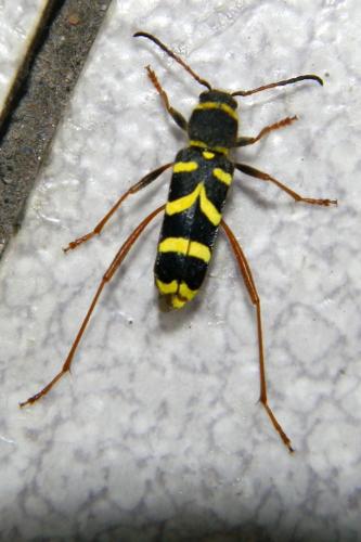 Clytus arietis