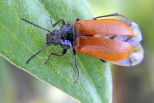 Omophlus lepturoides