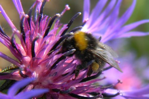 Bombus sp.