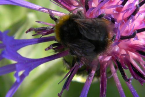 Bombus sp.