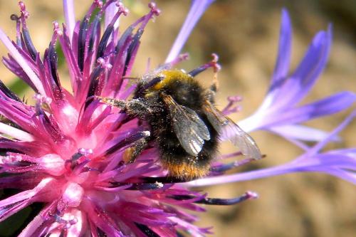 Bombus sp.