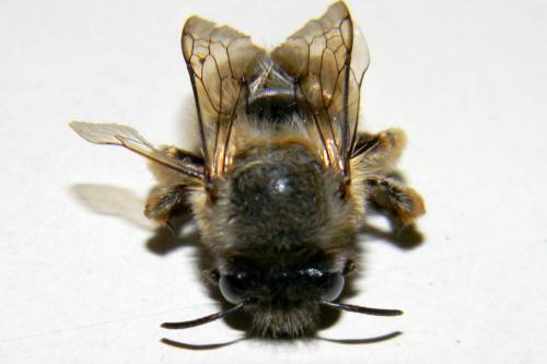 Anthophora sp.
