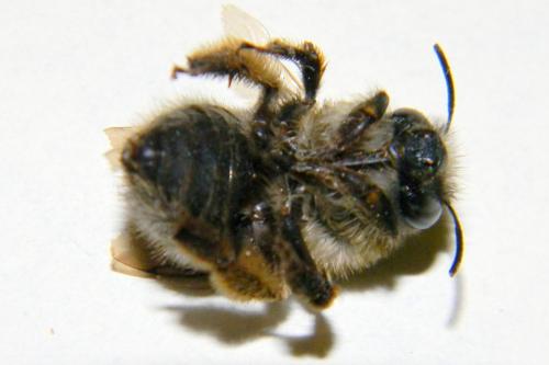 Anthophora sp.