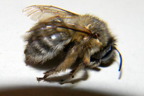 Anthophora sp.